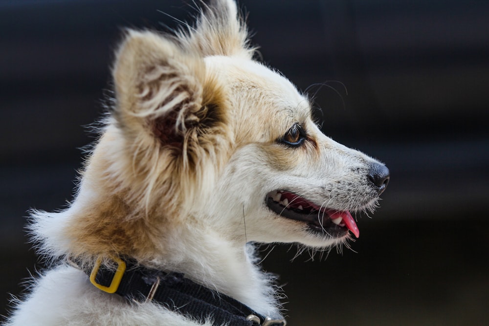 a white and brown dog with a black collar