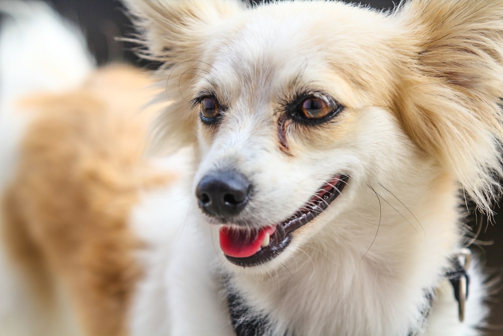 a close up of a dog wearing a collar