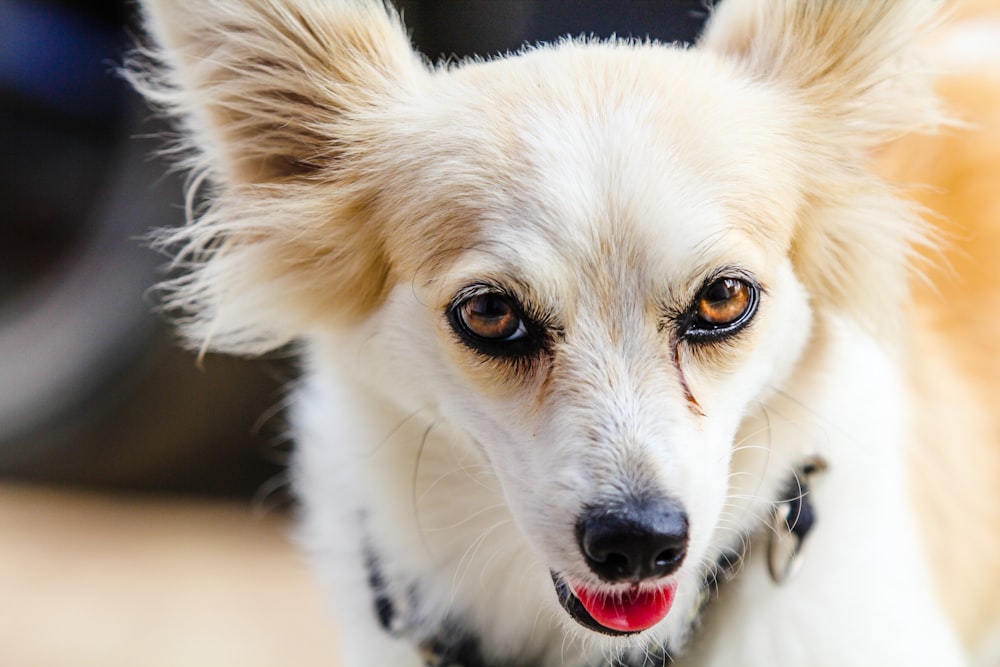 a close up of a dog with a collar