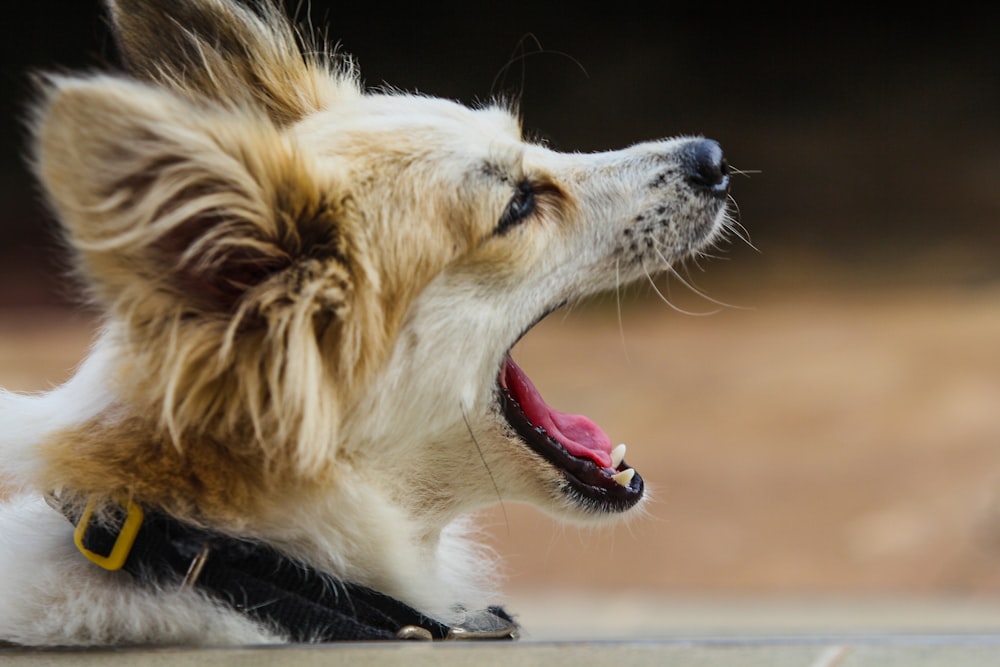 a dog yawns while sitting on the ground