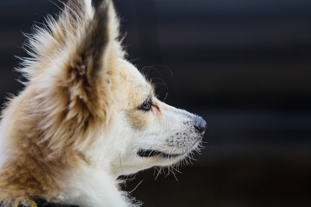 a close up of a dog's face with a blurry background