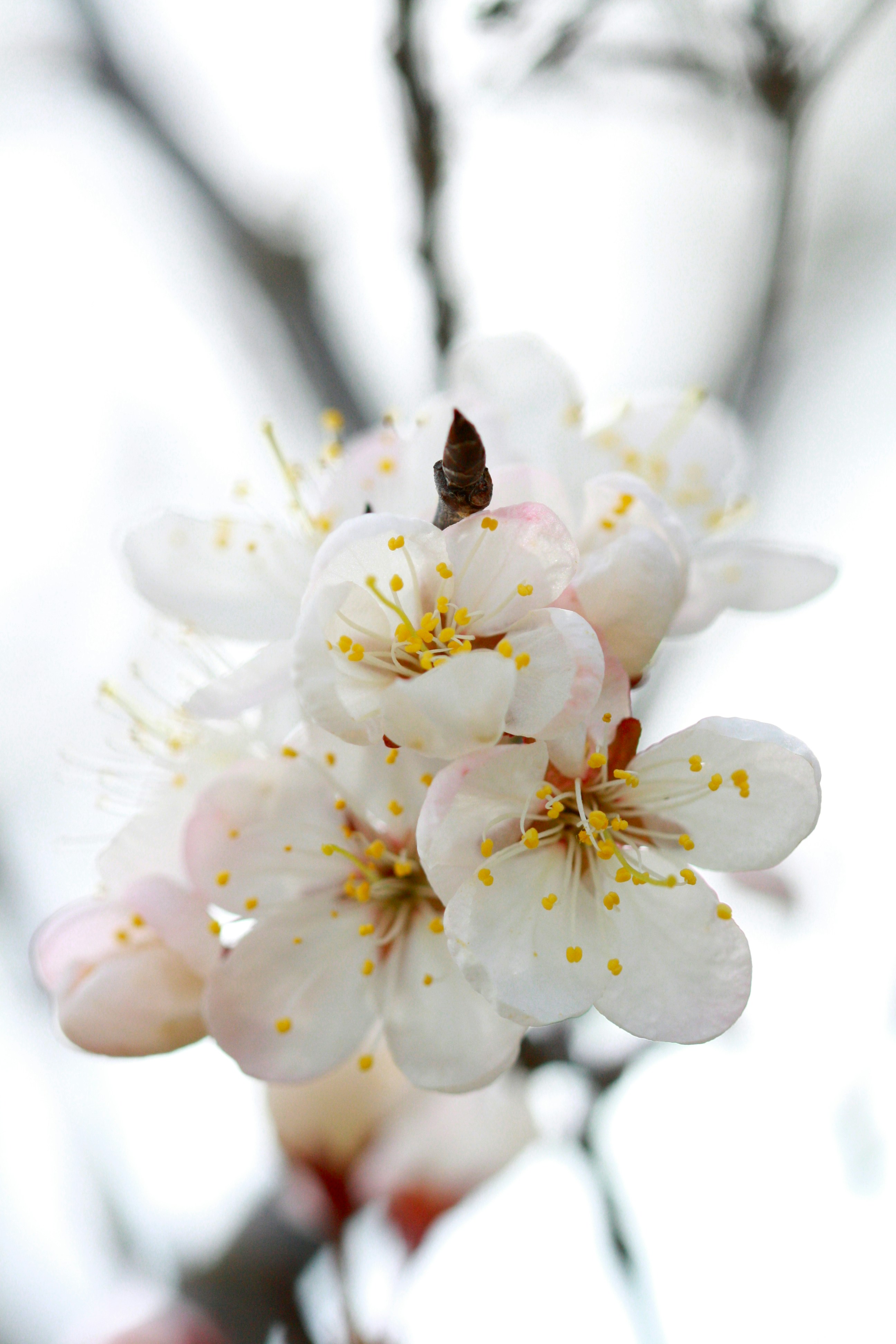 a close up of a flower on a tree