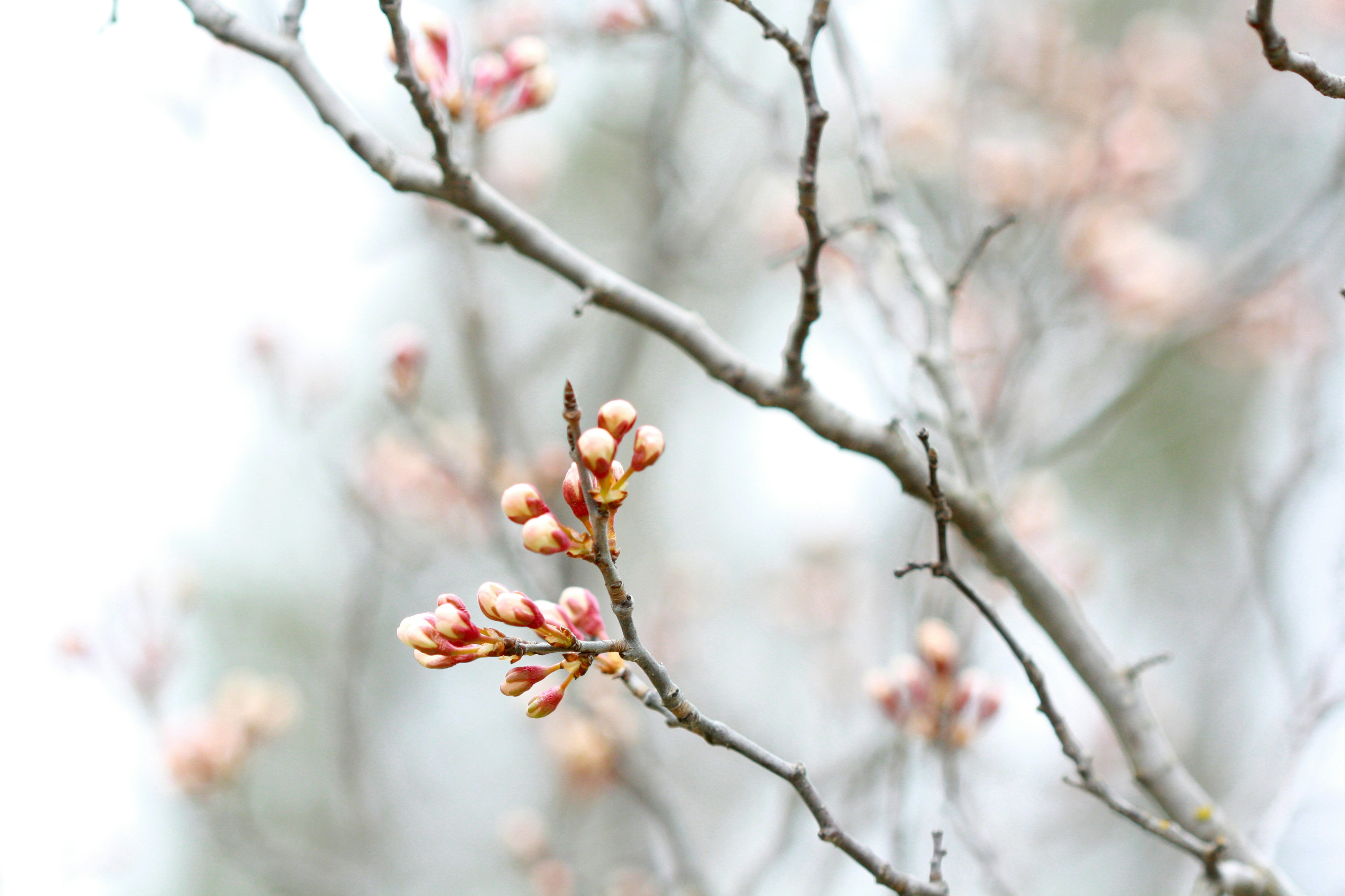 a branch with small pink flowers on it