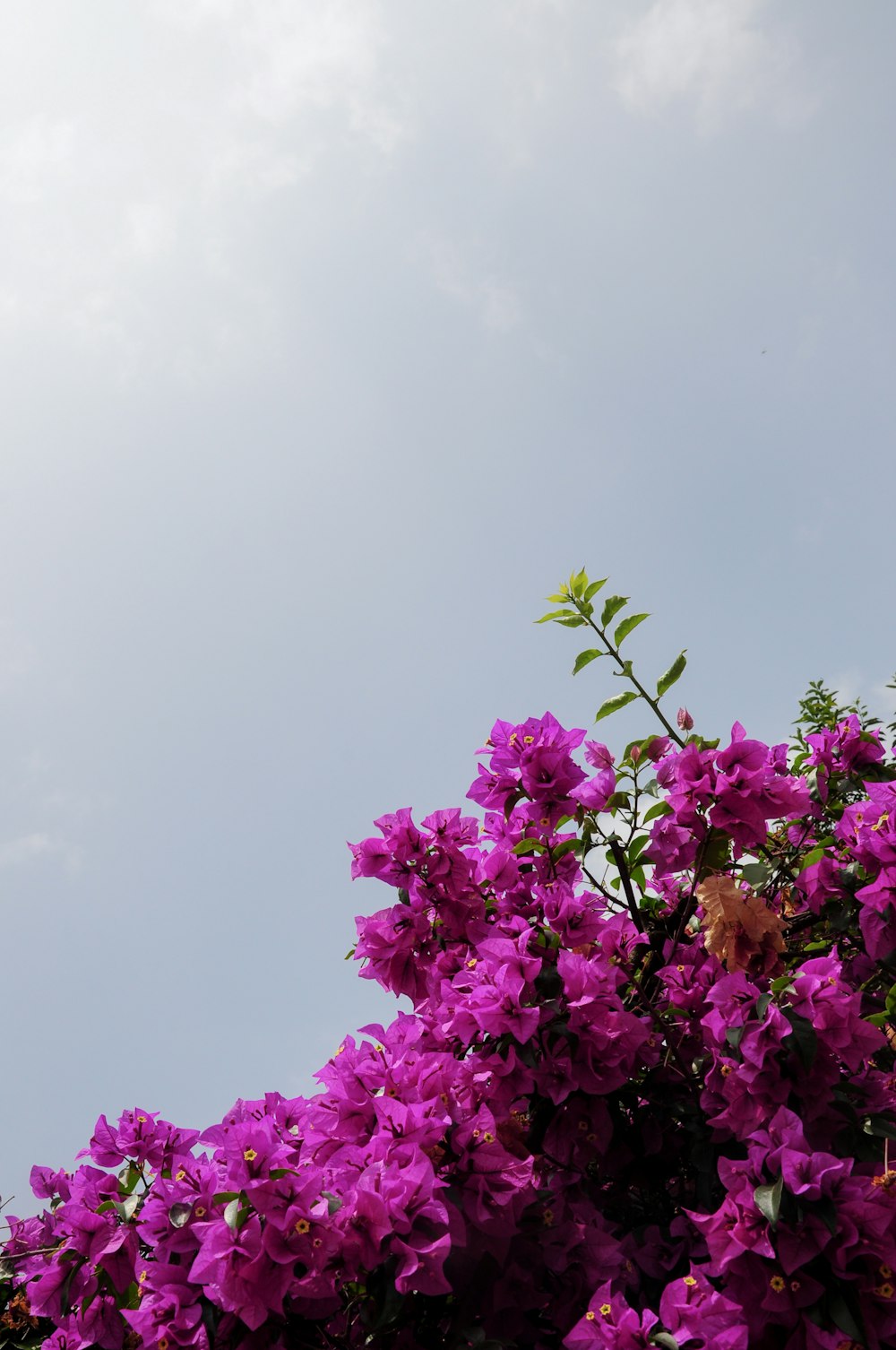 purple flowers blooming on a tree against a blue sky