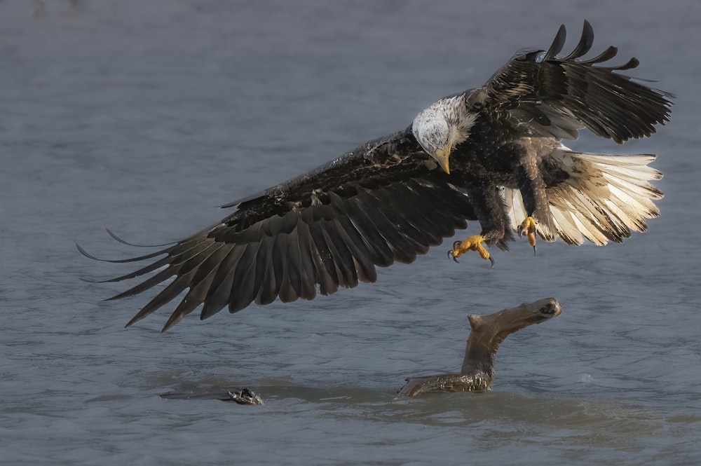 a bald eagle landing on a fish in the water