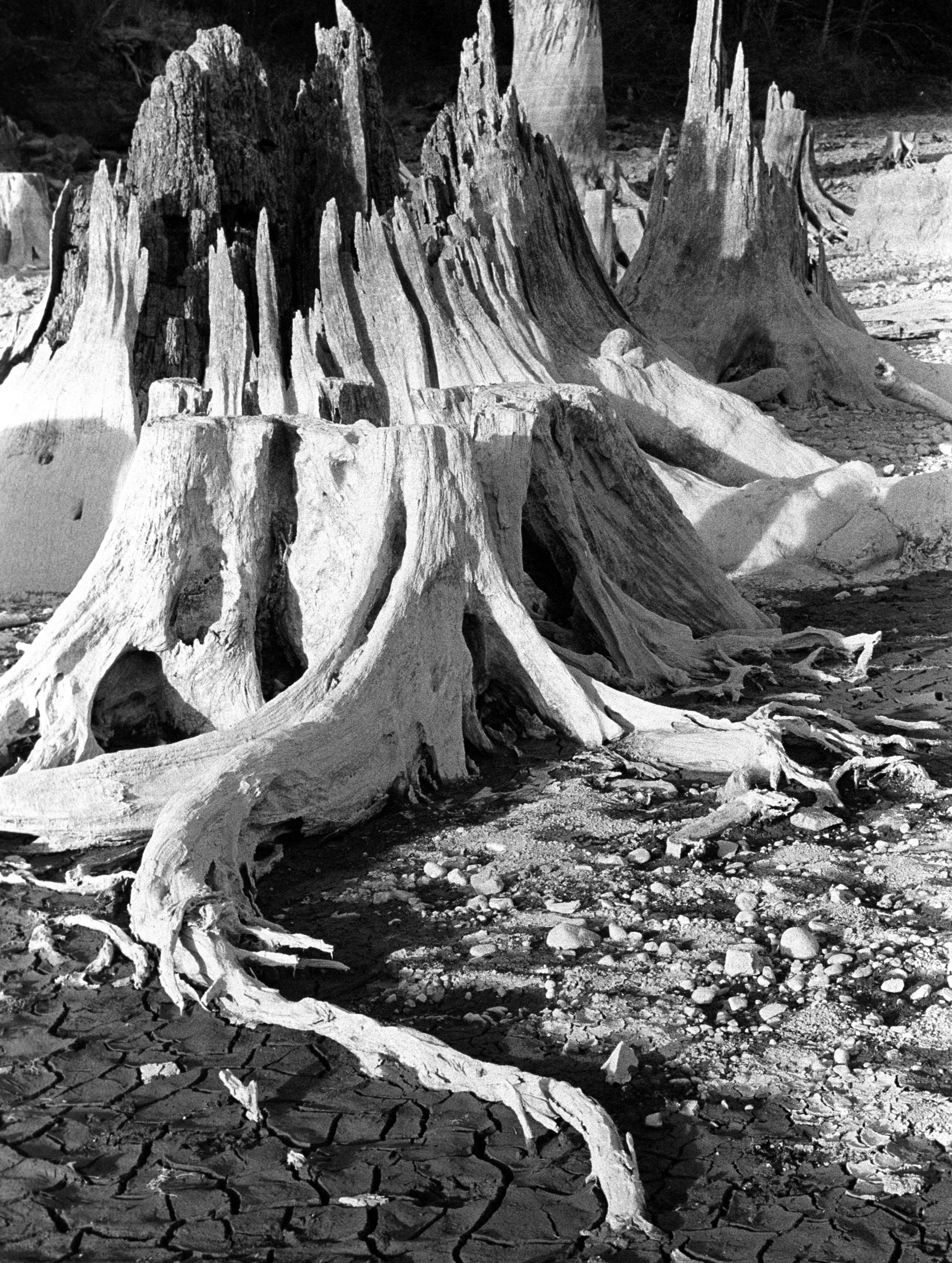 A black and white photo of a tree stump photo – Free Wood Image on Unsplash