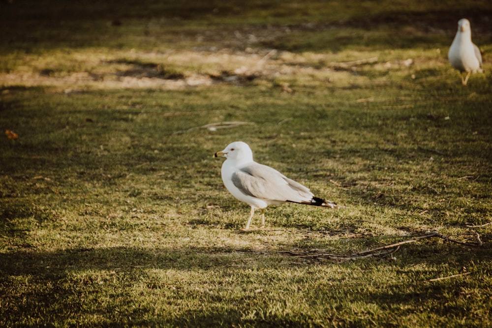 two seagulls standing in the grass near each other