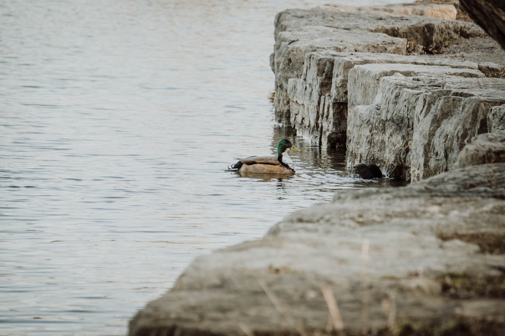 a couple of ducks swimming on top of a body of water