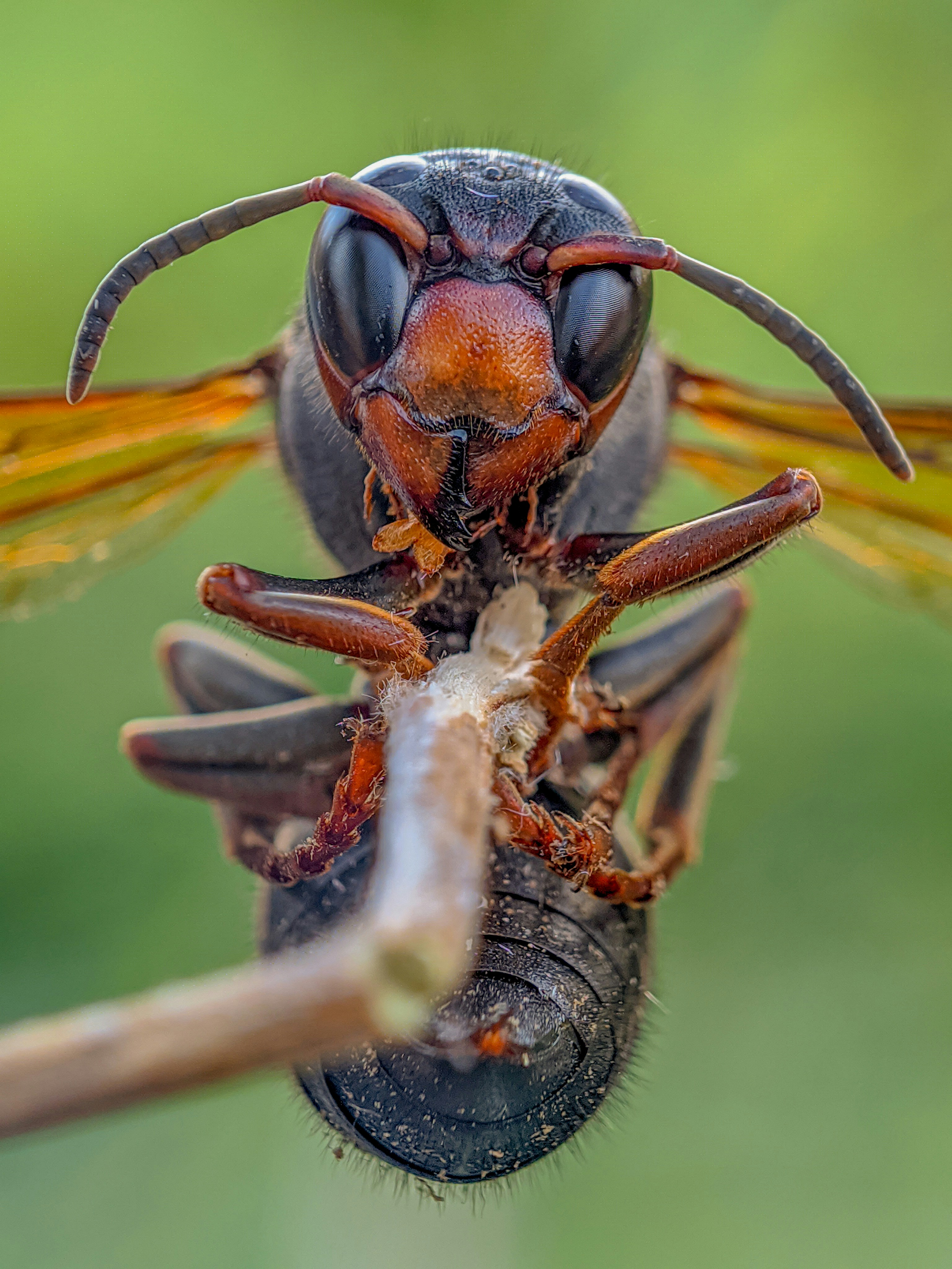 a close up of a bug on a twig