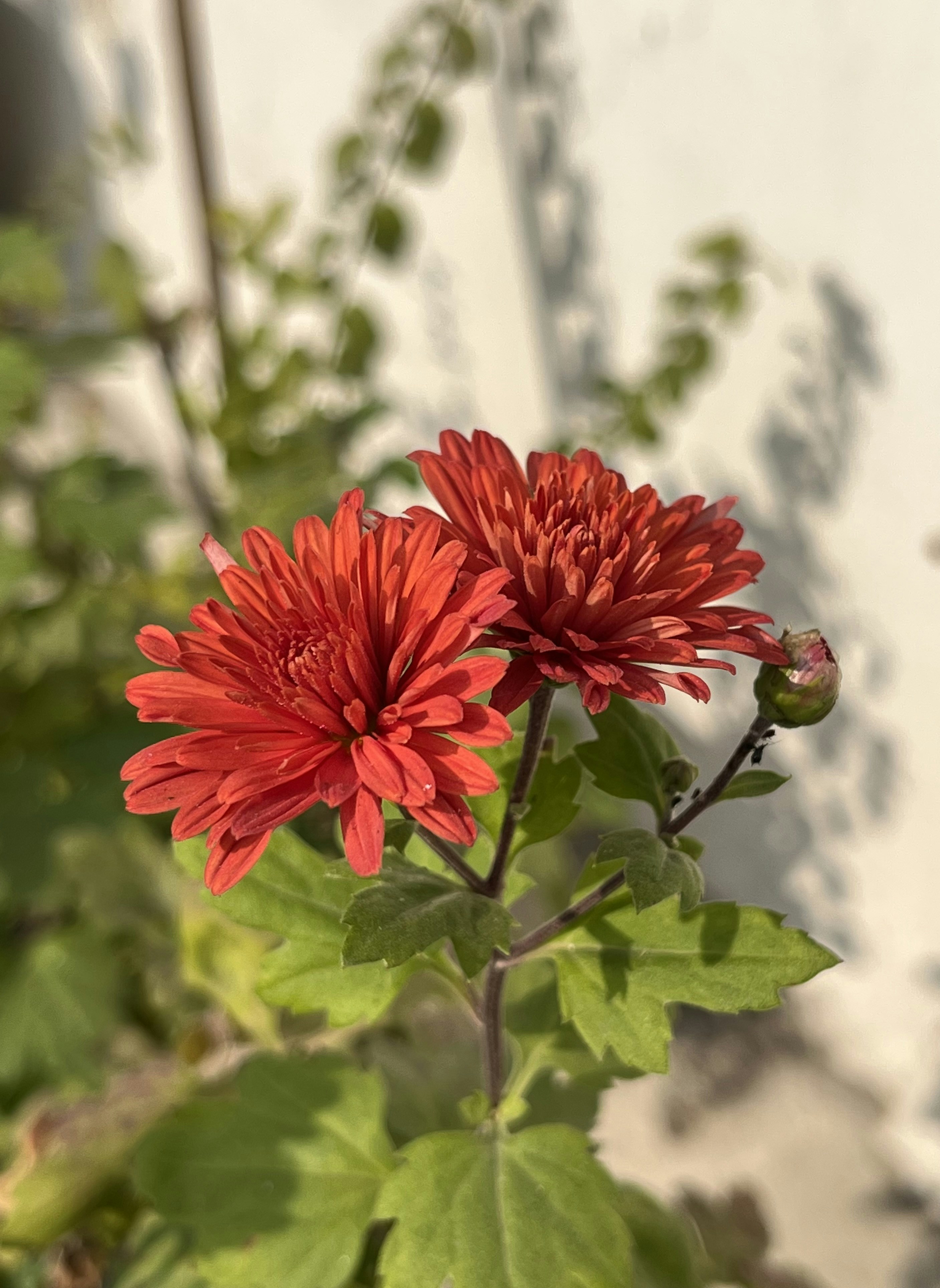 a close up of a flower near a building