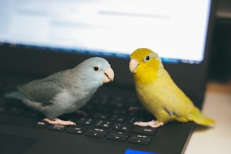 A vibrant illustration of a bird family working together around a laptop.