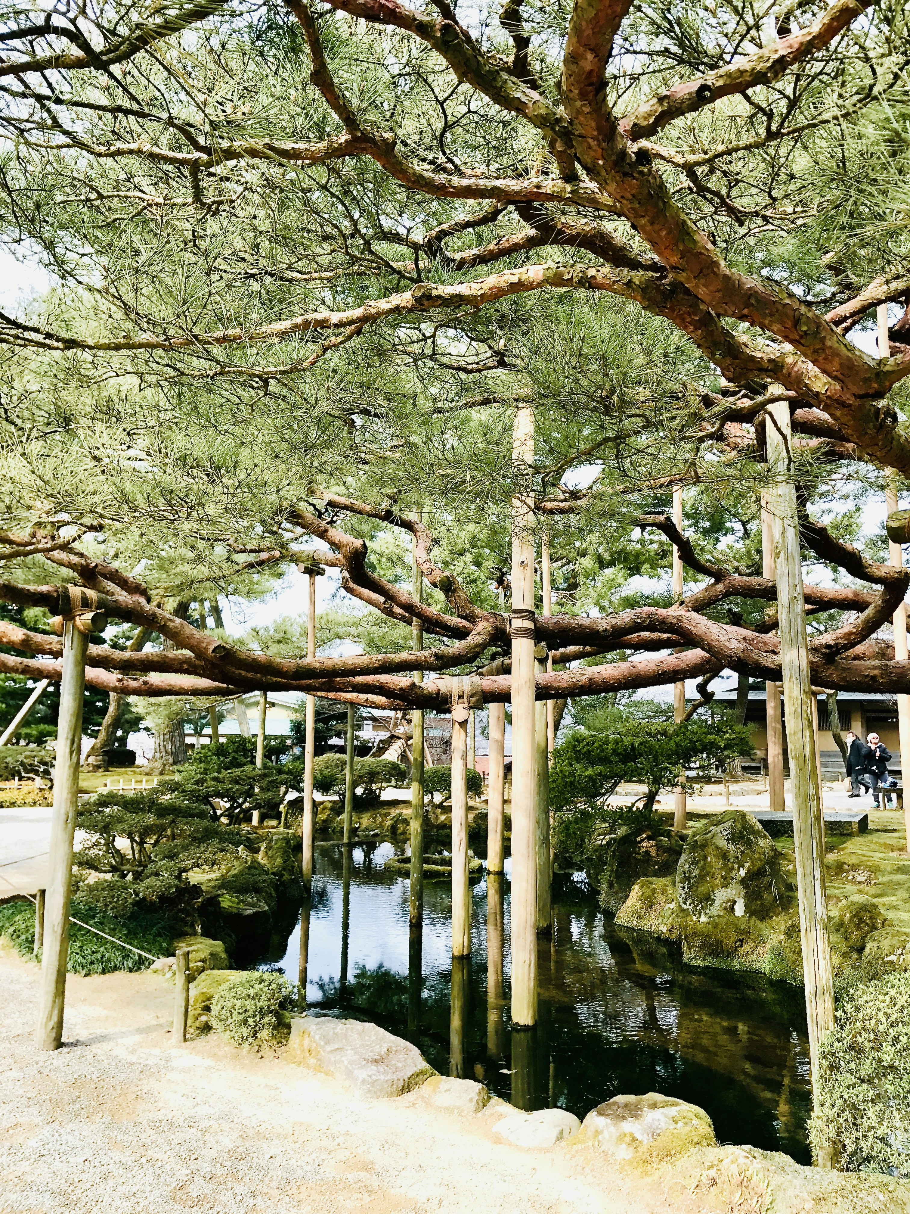 兼六園 tree 日本 けんろくえん 花園 garden