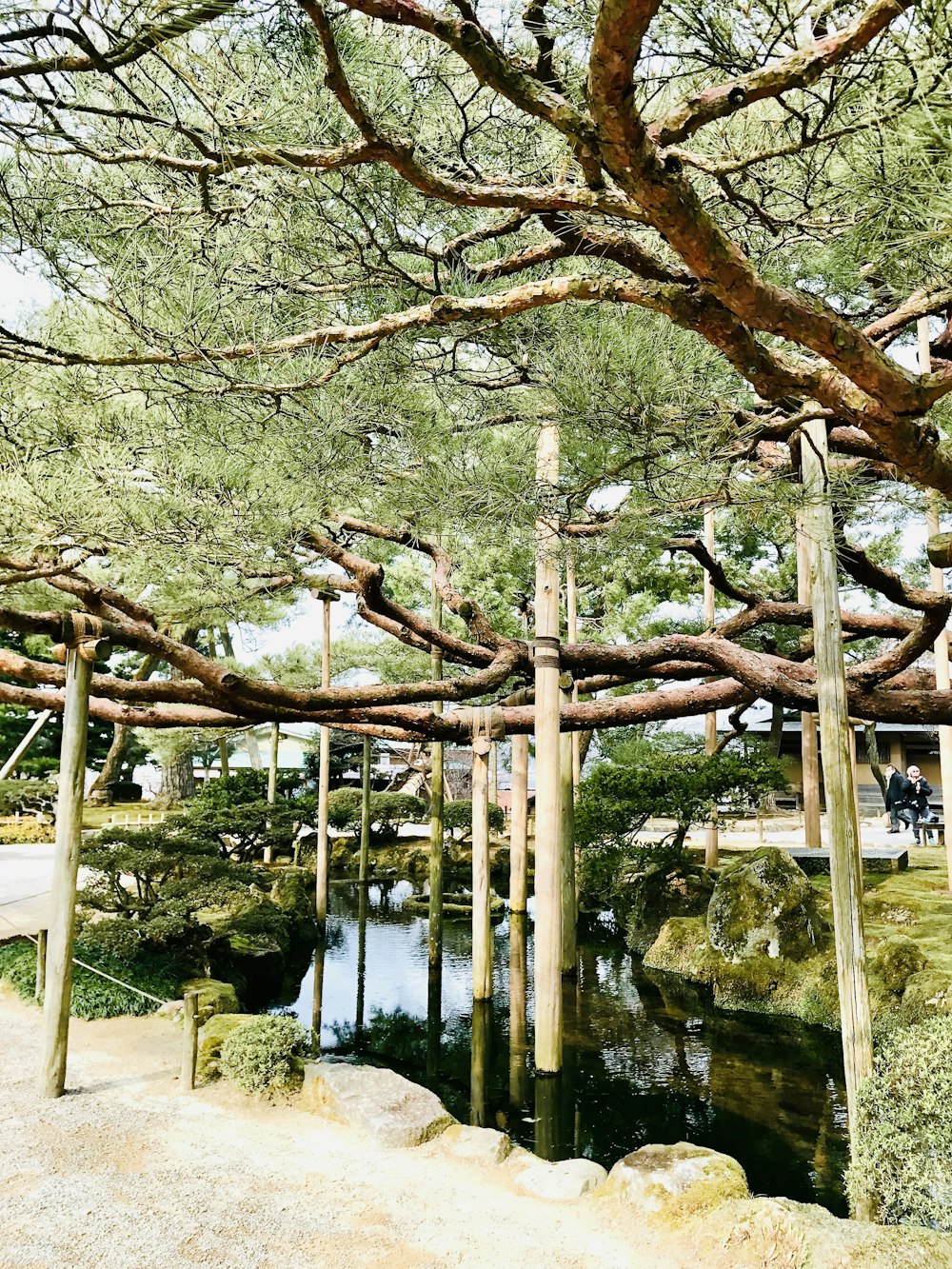 un grand arbre qui se trouve à côté d’un plan d’eau