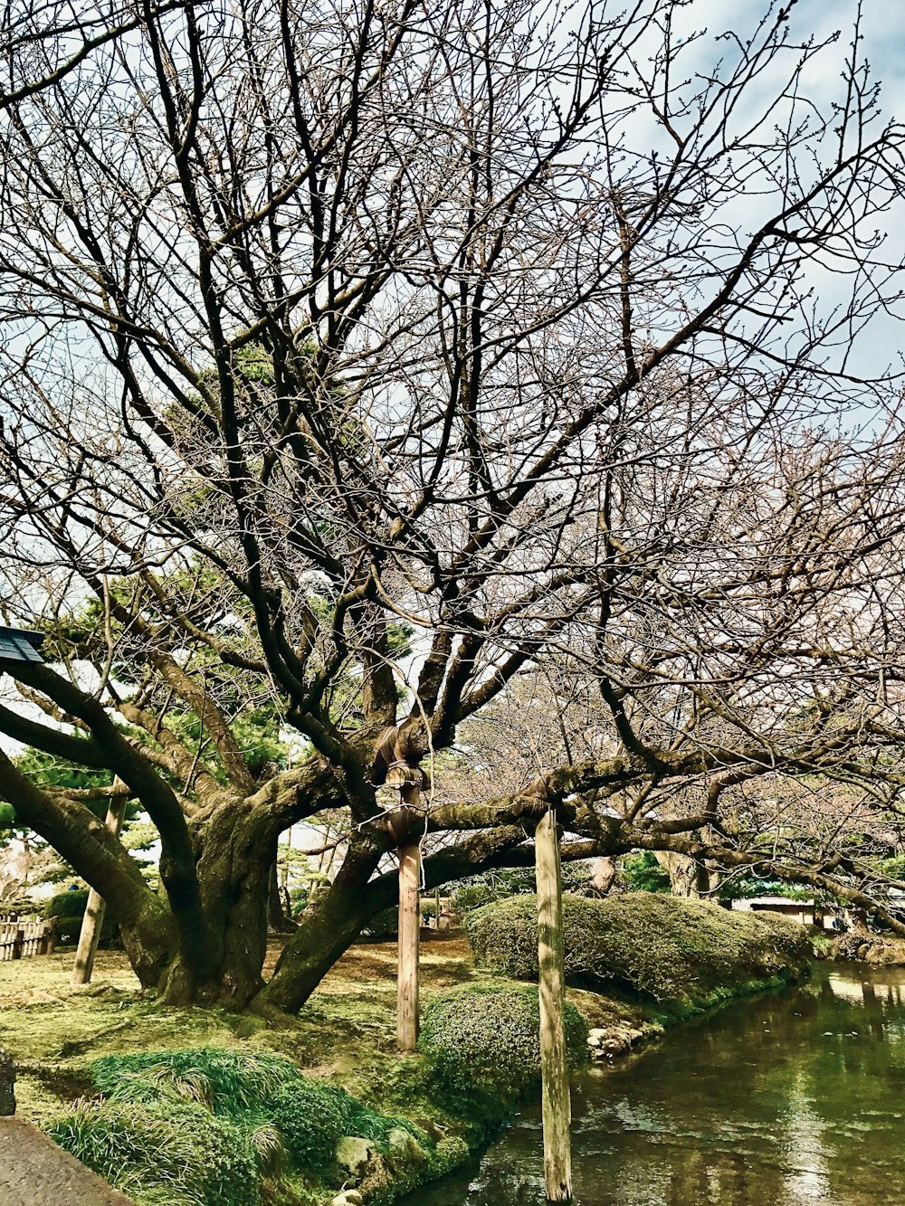 un árbol que está al lado de un cuerpo de agua