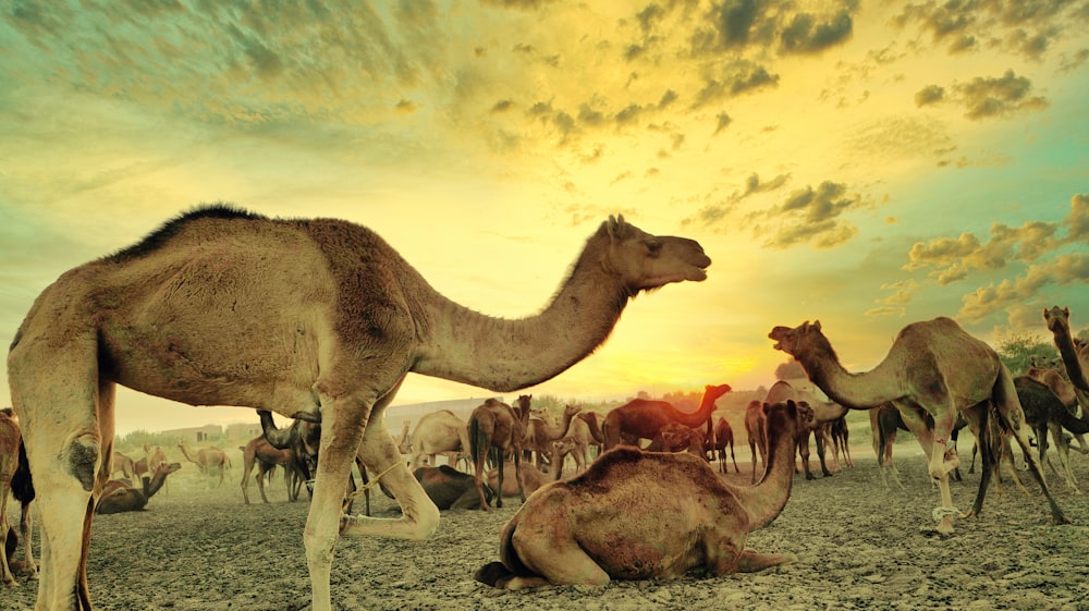 a group of camels sitting and standing in the desert