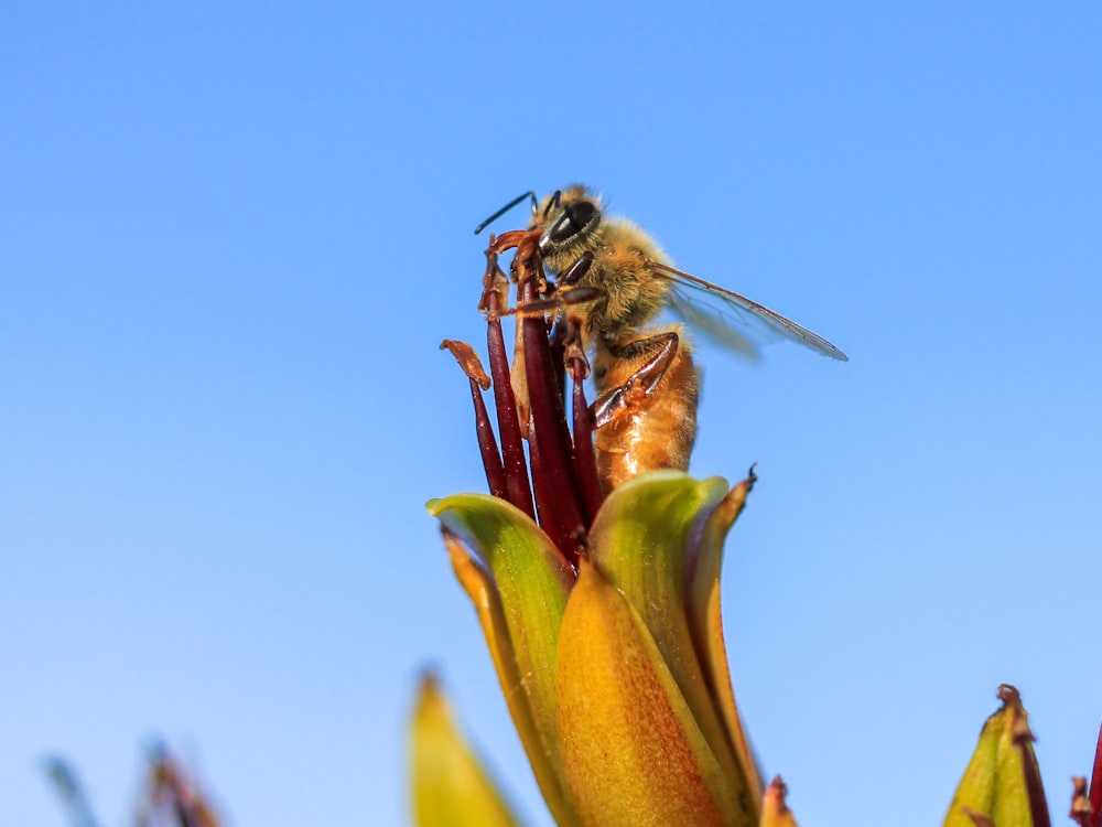 a bee on a flower with a blue sky in the background