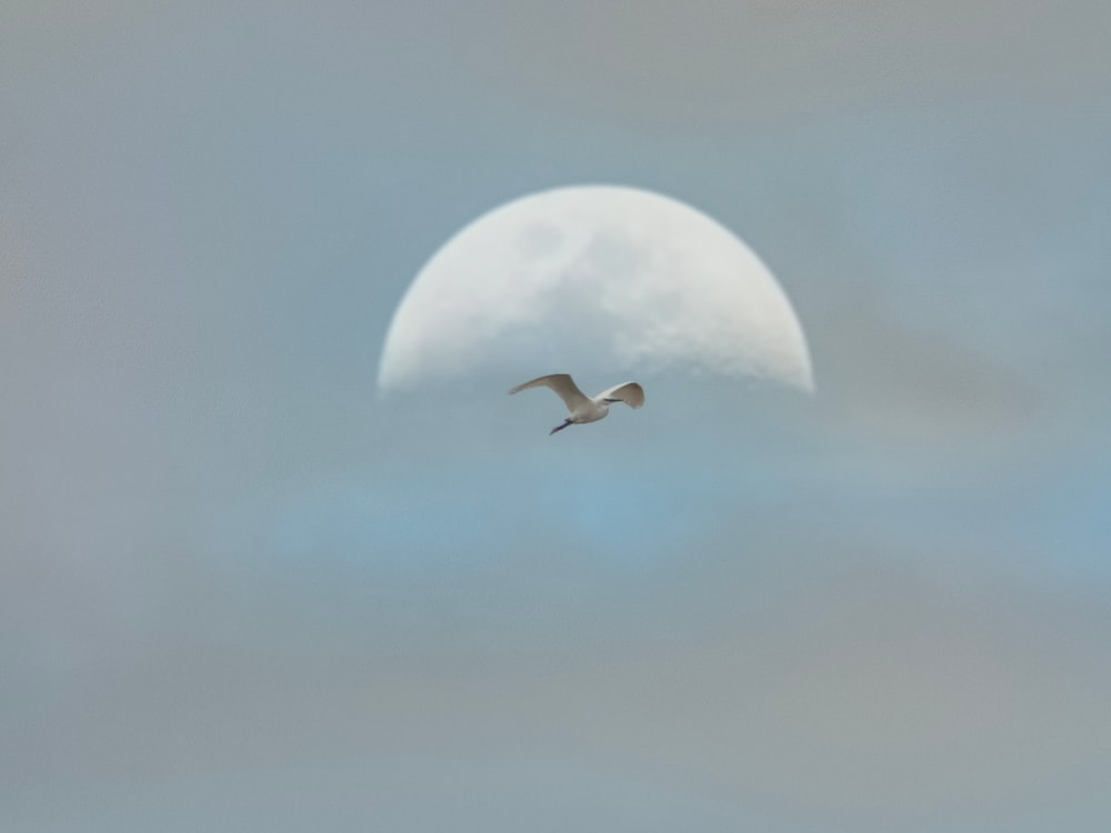 Un pájaro volando frente a la luna llena