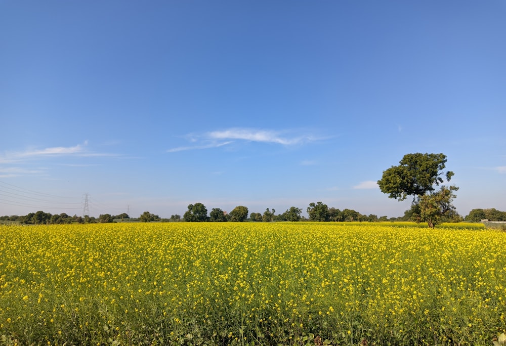 a field full of yellow flowers under a blue sky