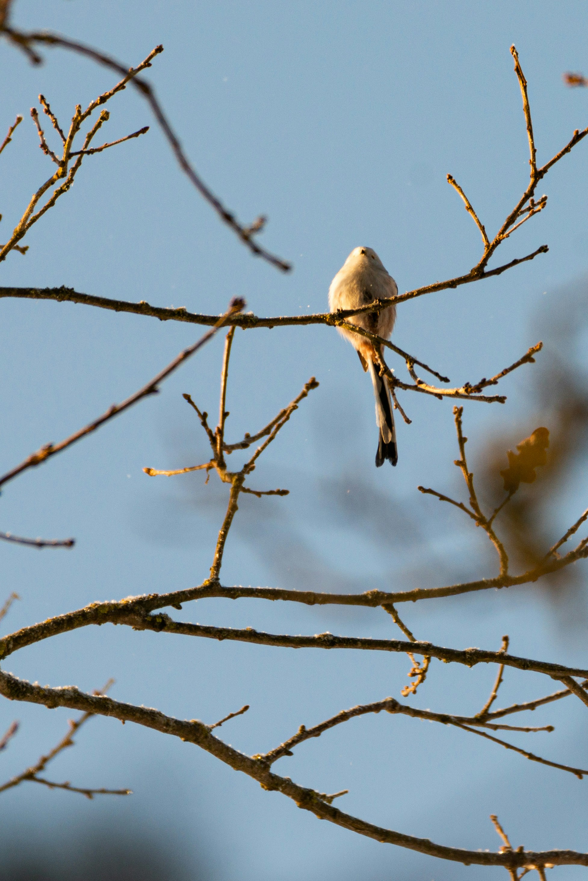 Photo by anitaaustvika