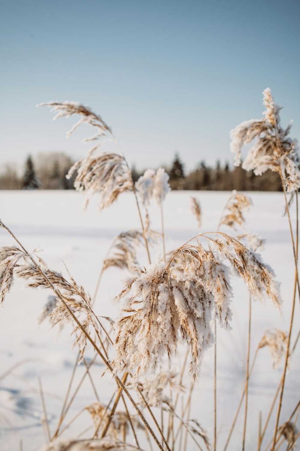 a snow covered field with tall grass in the foreground