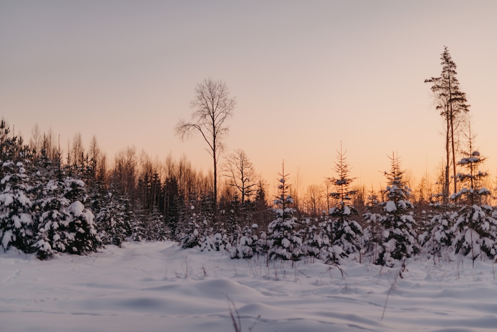 a snow covered field with trees in the background