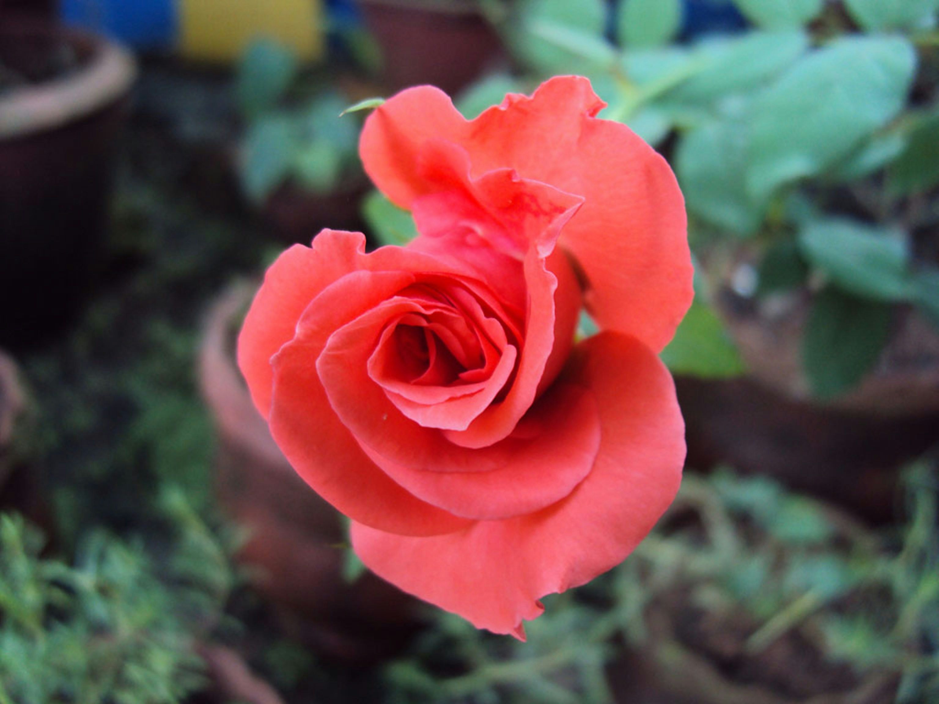 Rosa roja clásica