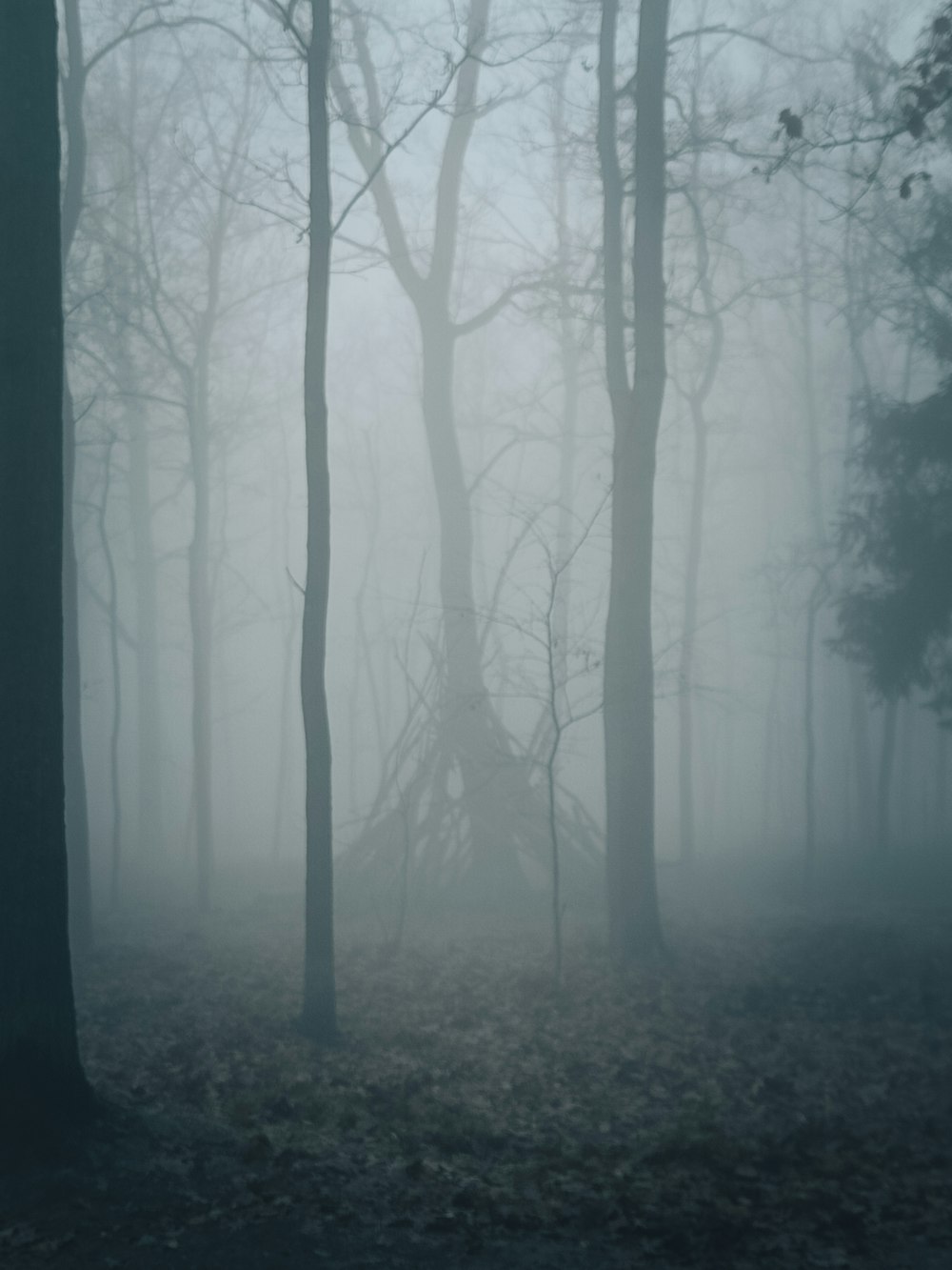 a foggy forest filled with lots of trees