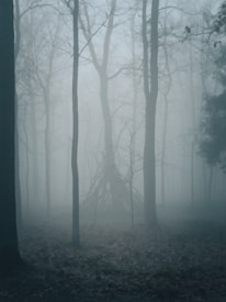 A dense forest shrouded in mist creates an eerie atmosphere. Tall trees with bare branches are silhouetted against the fog. In the center, a structure made of intertwined branches resembles a makeshift tepee or shelter.