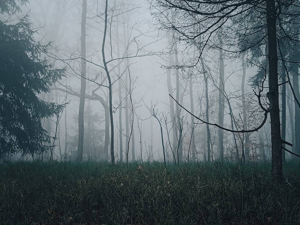 a foggy forest filled with lots of trees