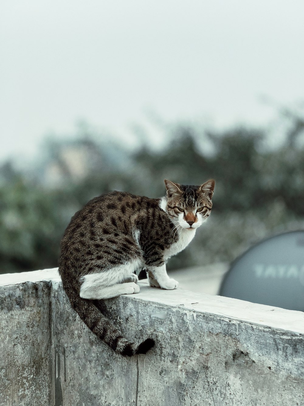 a cat sitting on top of a cement wall