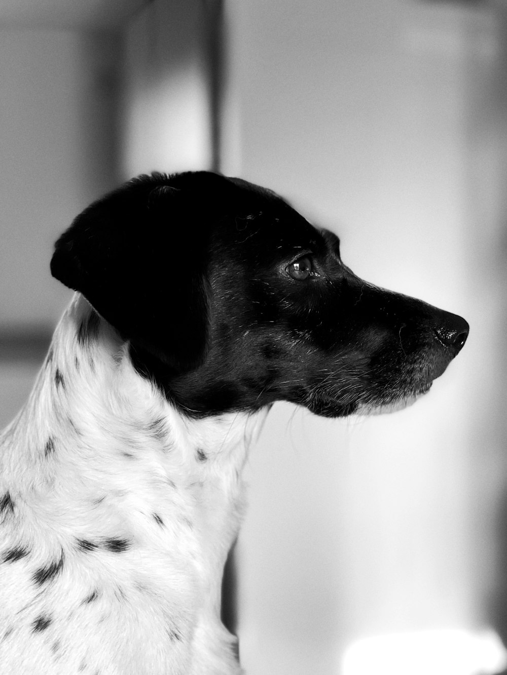 a black and white dalmatian dog sitting in front of a mirror