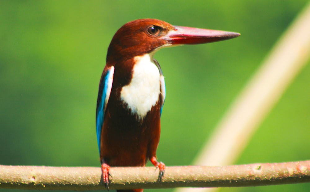 a colorful bird perched on a tree branch