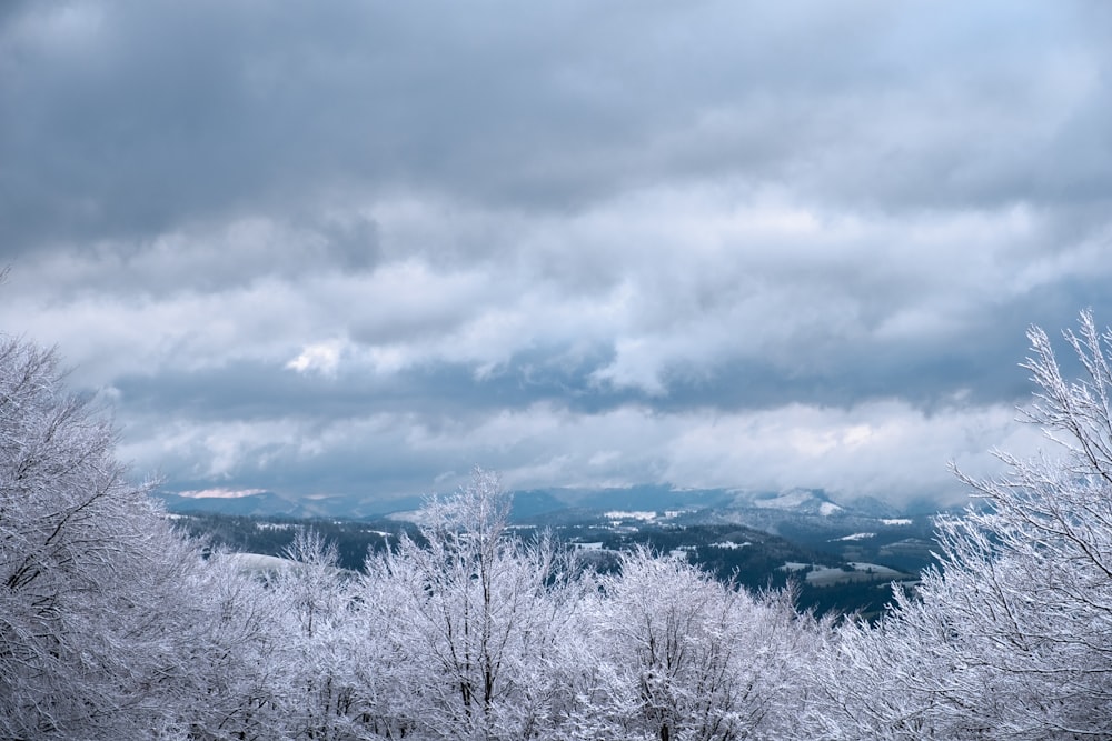 a snowy landscape with trees and mountains in the background