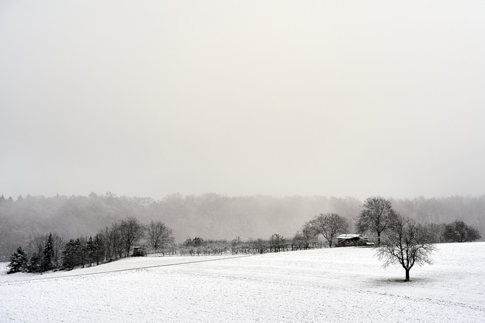 a snow covered field with a lone tree in the foreground