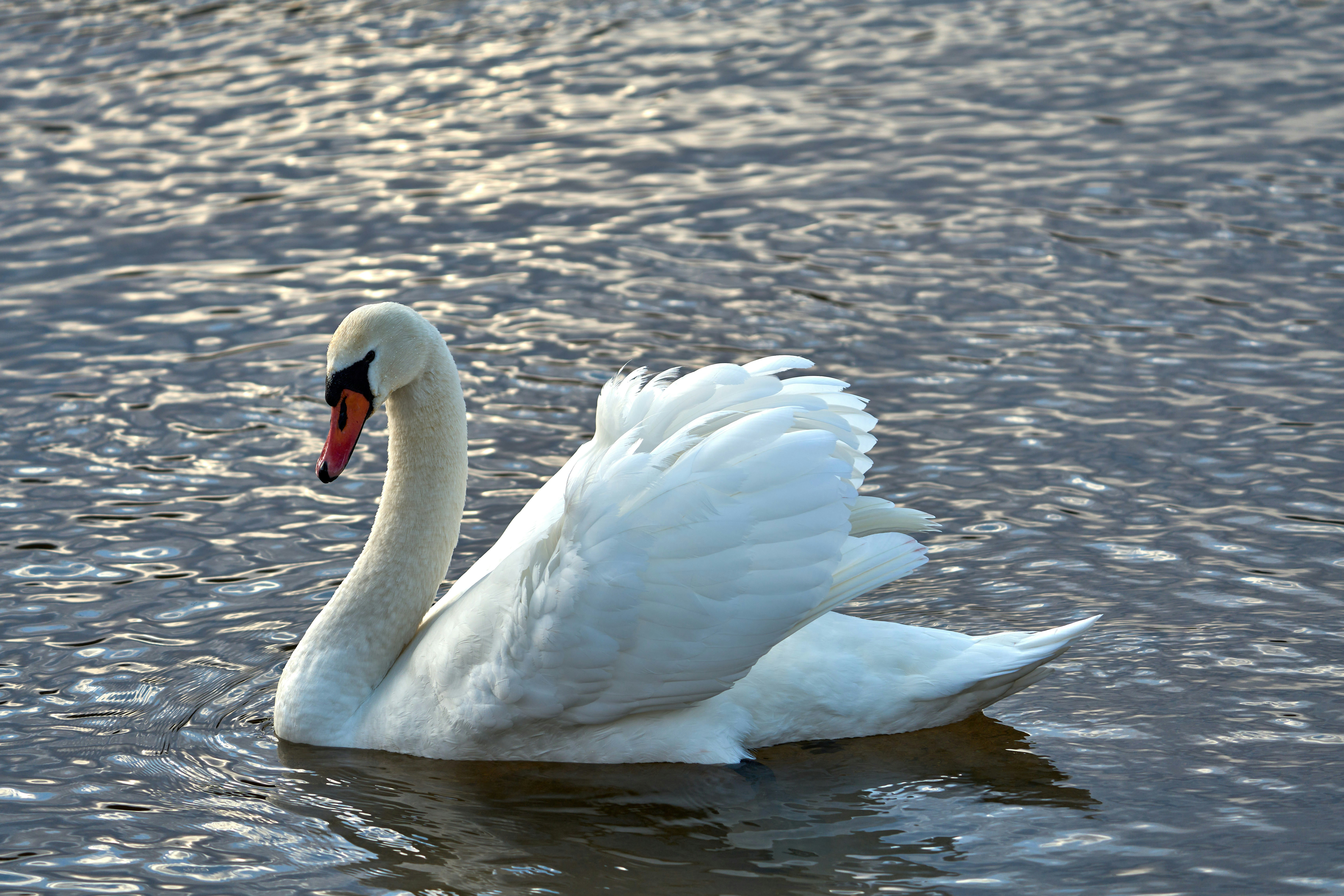 Photo by wolfgang_hasselmann