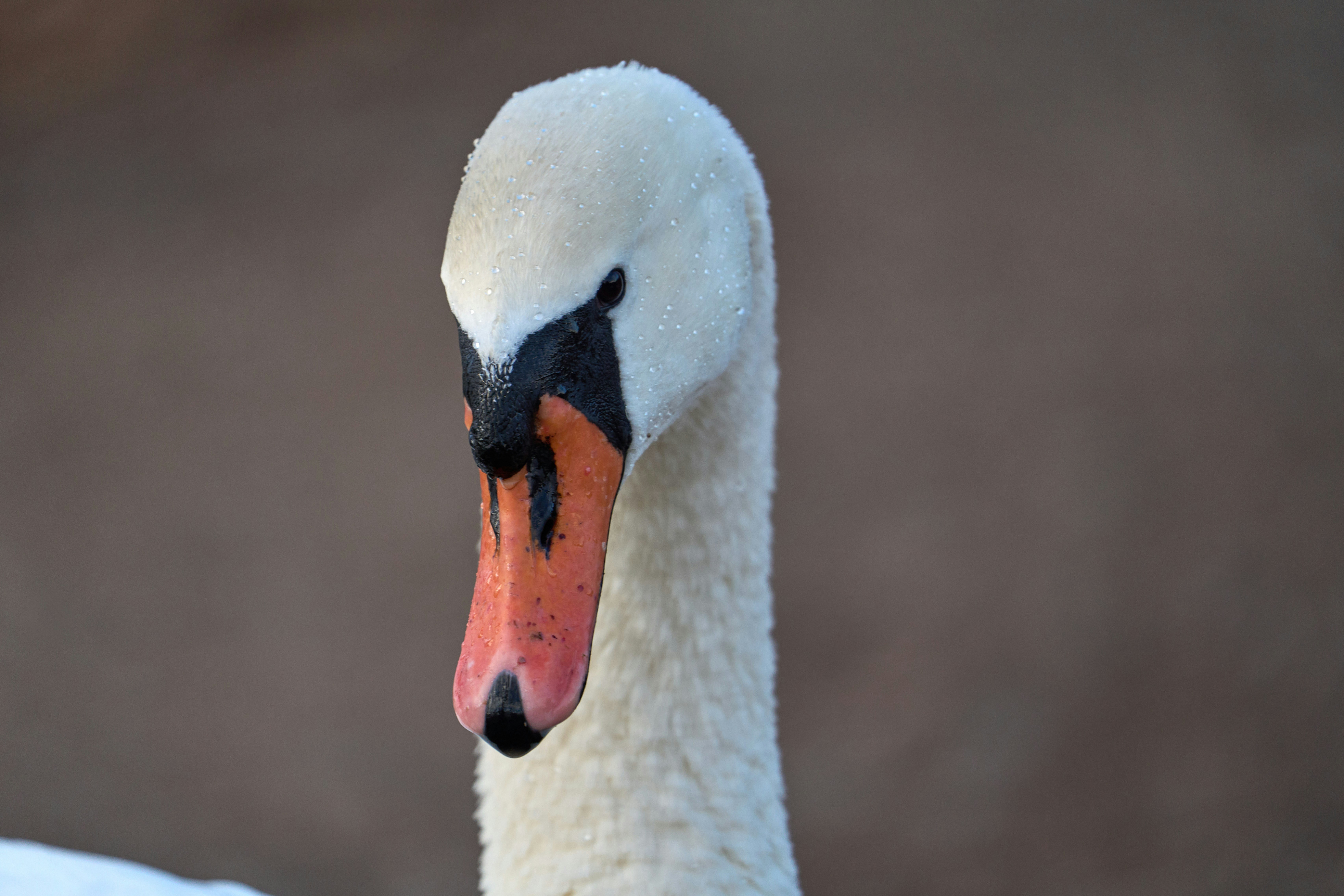 Photo by wolfgang_hasselmann