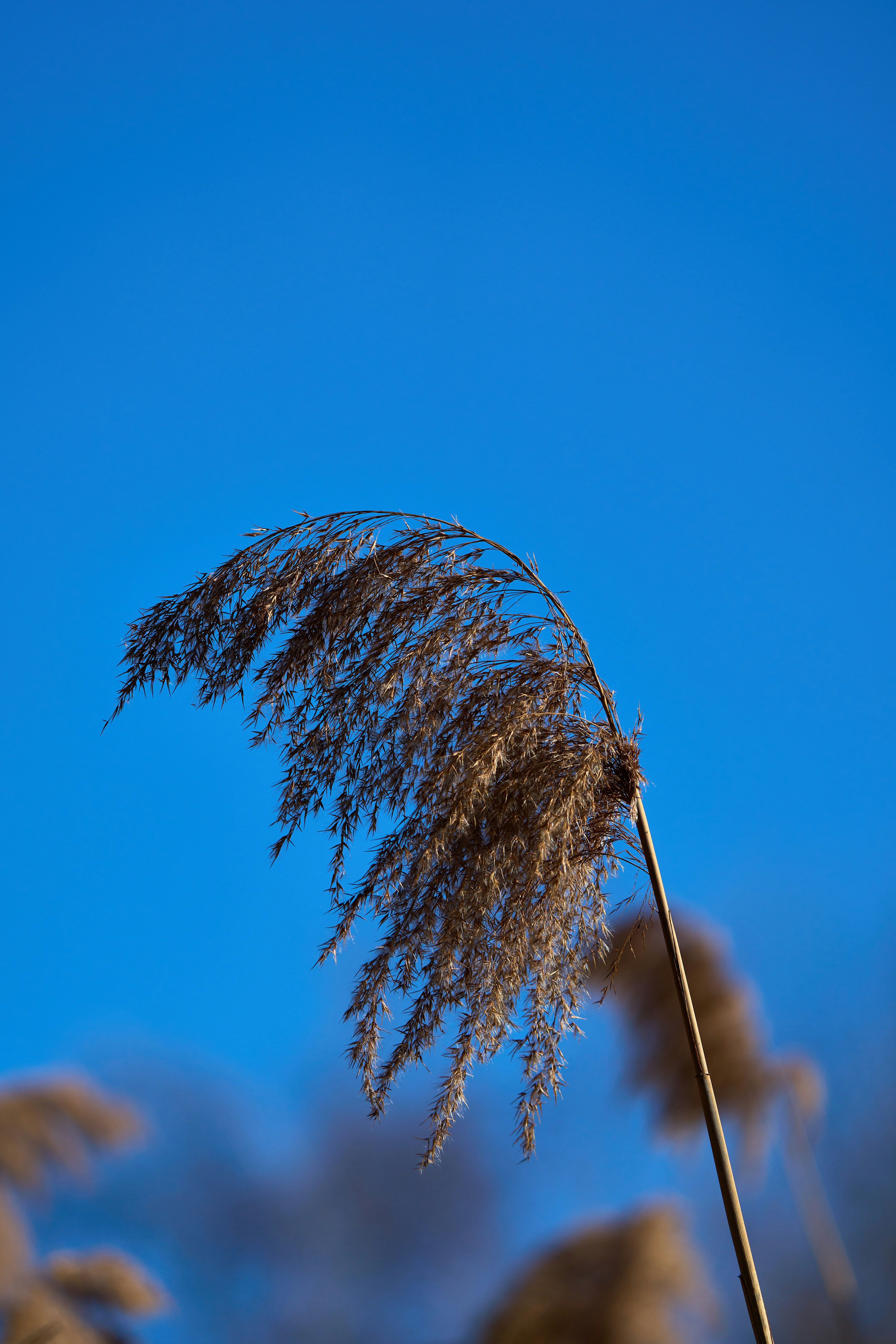 Photo by wolfgang_hasselmann