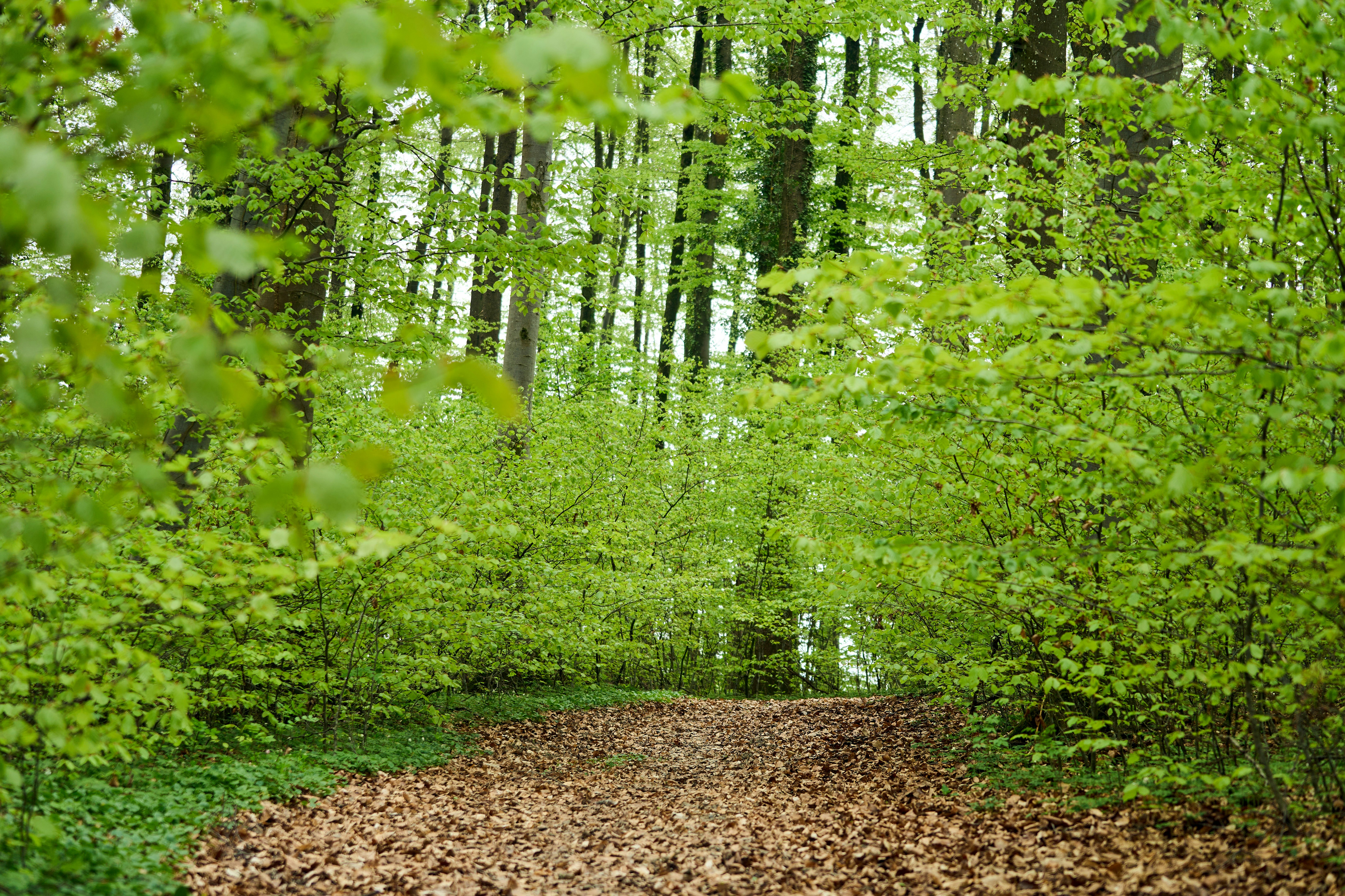 Photo by wolfgang_hasselmann