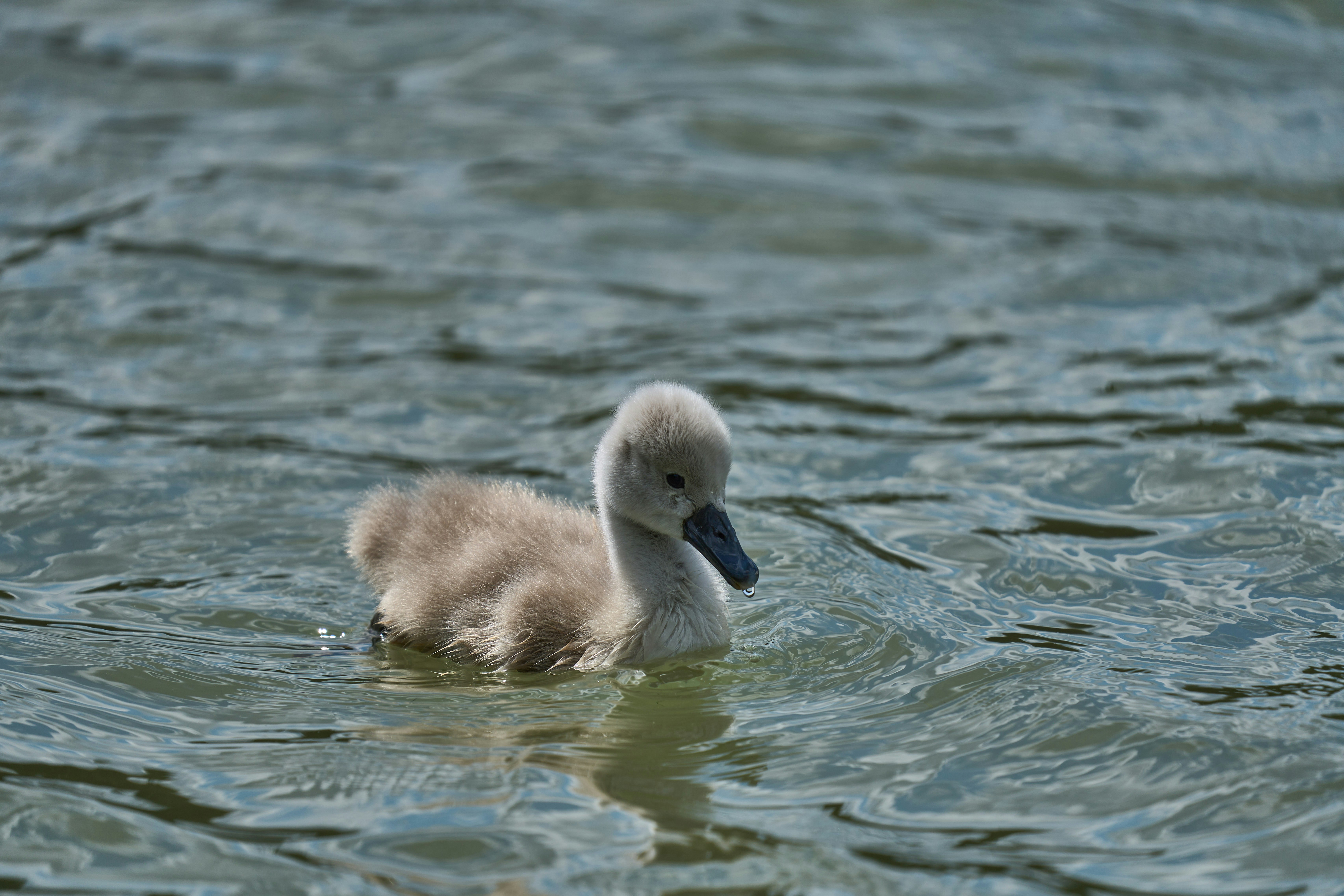 Photo by wolfgang_hasselmann