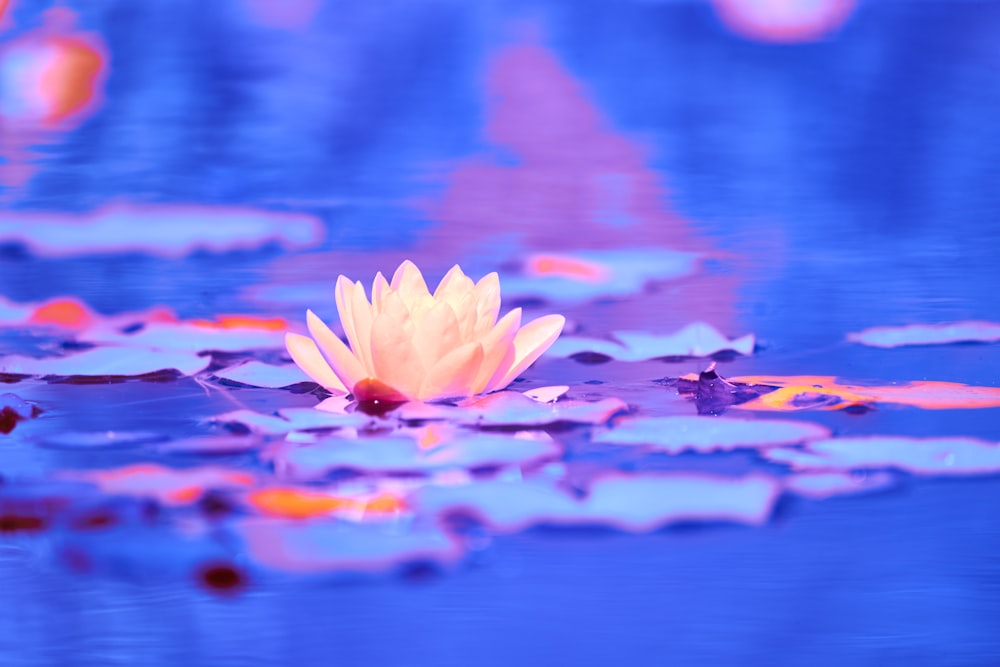 a white flower floating on top of a lake