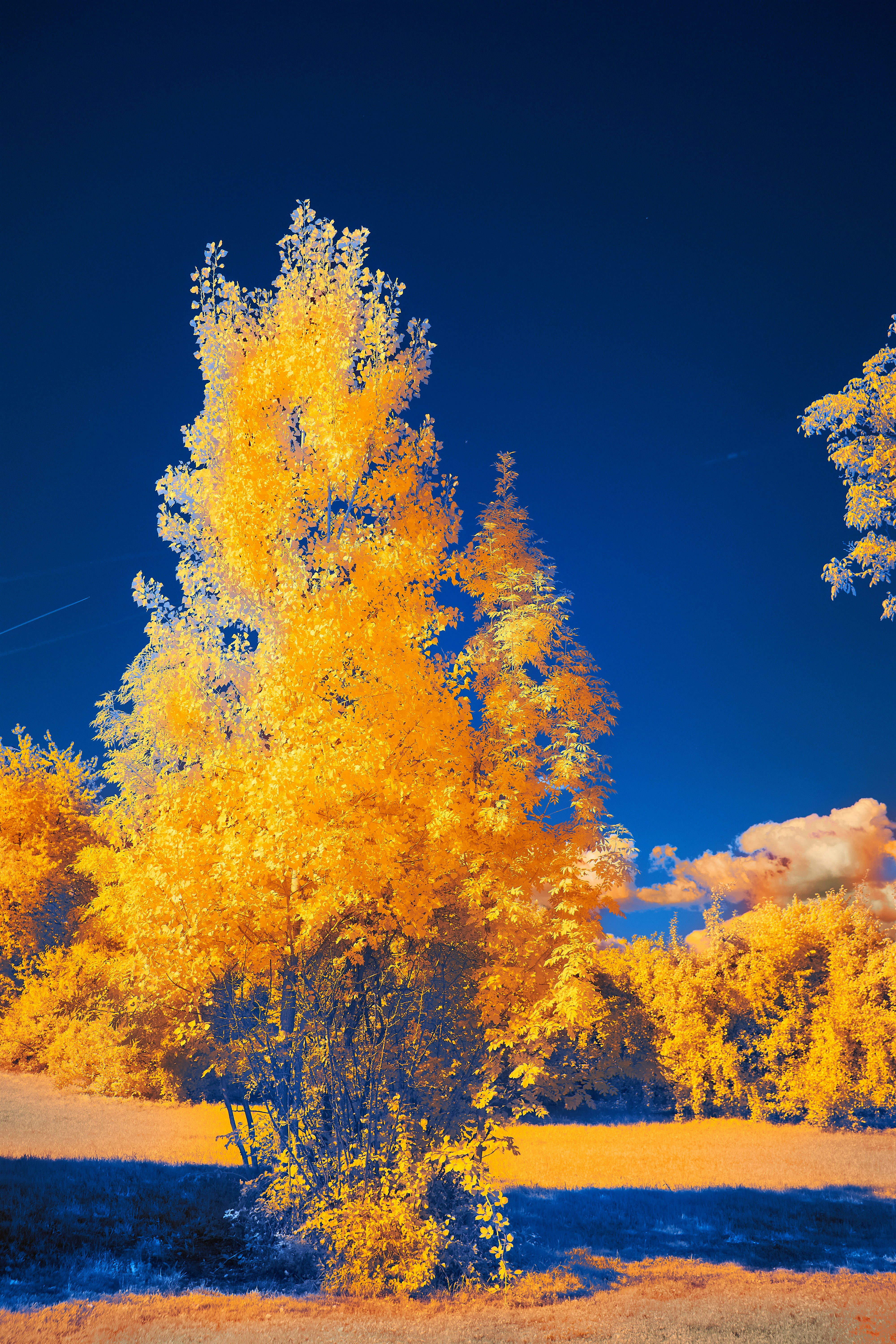 Photo by wolfgang_hasselmann