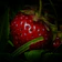 Close-up of a chocolate-covered strawberry with glossy coating and fresh green leaves.