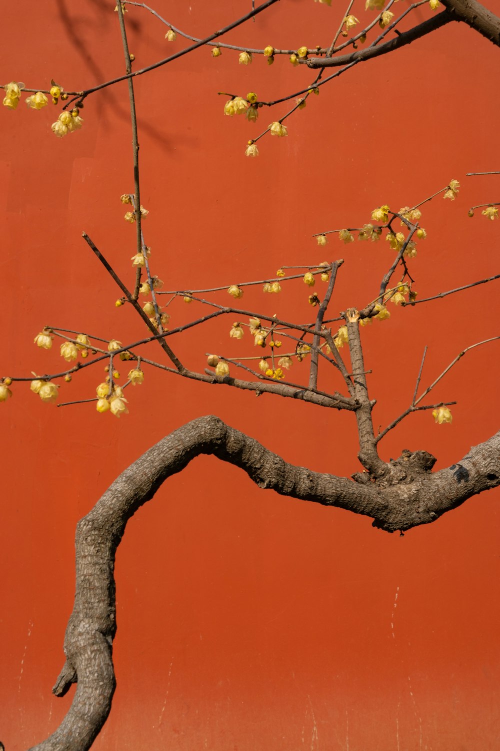 a tree with yellow flowers in front of a red wall