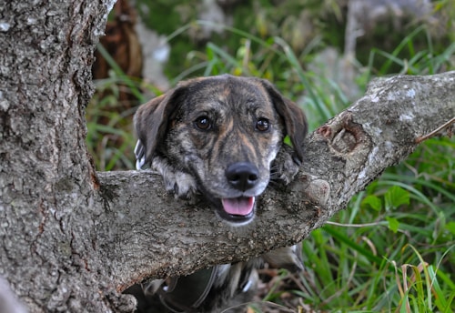 a dog that is sitting in a tree