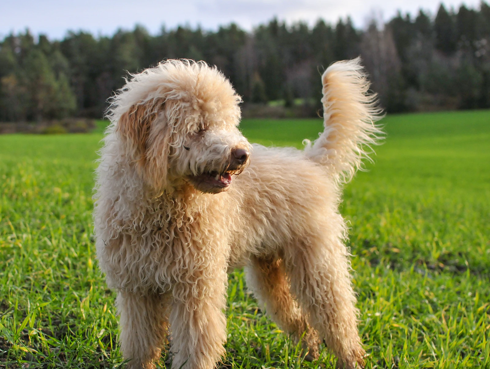 White and brown Lagotto Romagnolo standing in a grass field, photo on Unsplash