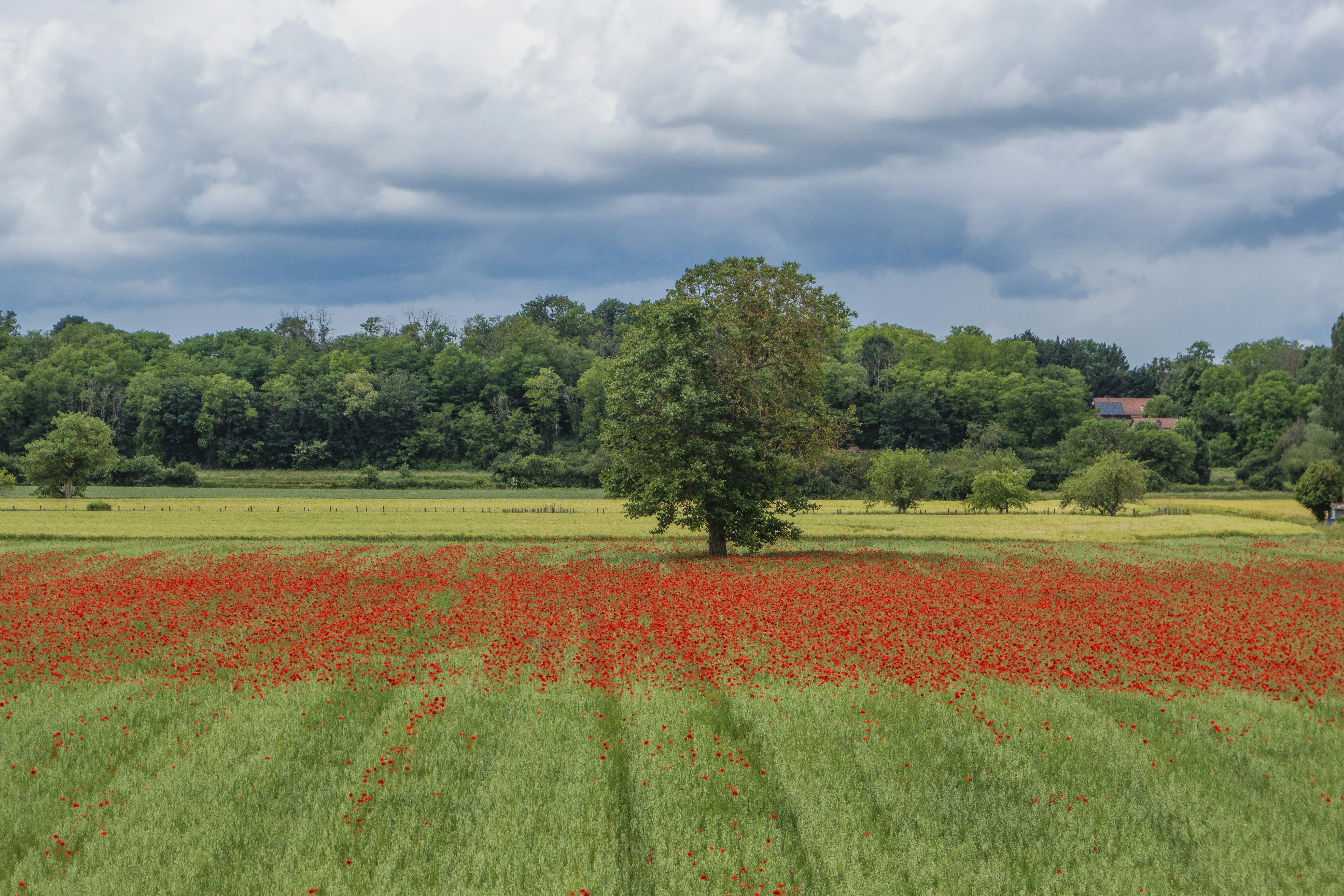 a field of red flowers with a lone tree in the middle