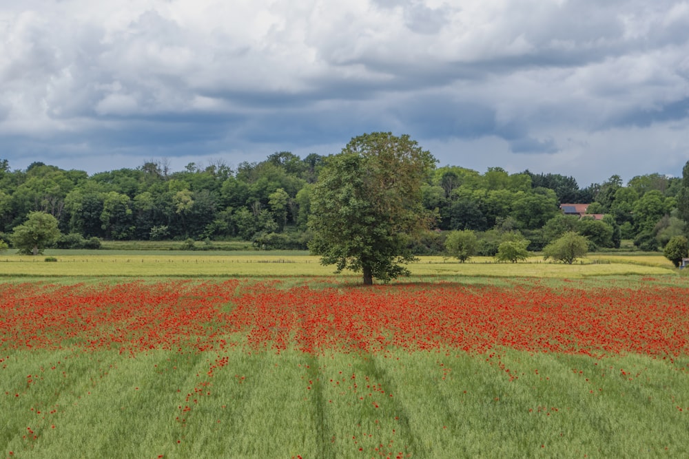 a field of red flowers with a lone tree in the middle