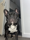 A black and white French Bulldog stands in a doorway, wearing a shiny silver chain. The dog's ears are perked up, and it has a confident stance. The background shows part of a room with a white door and some household items barely visible behind the dog.