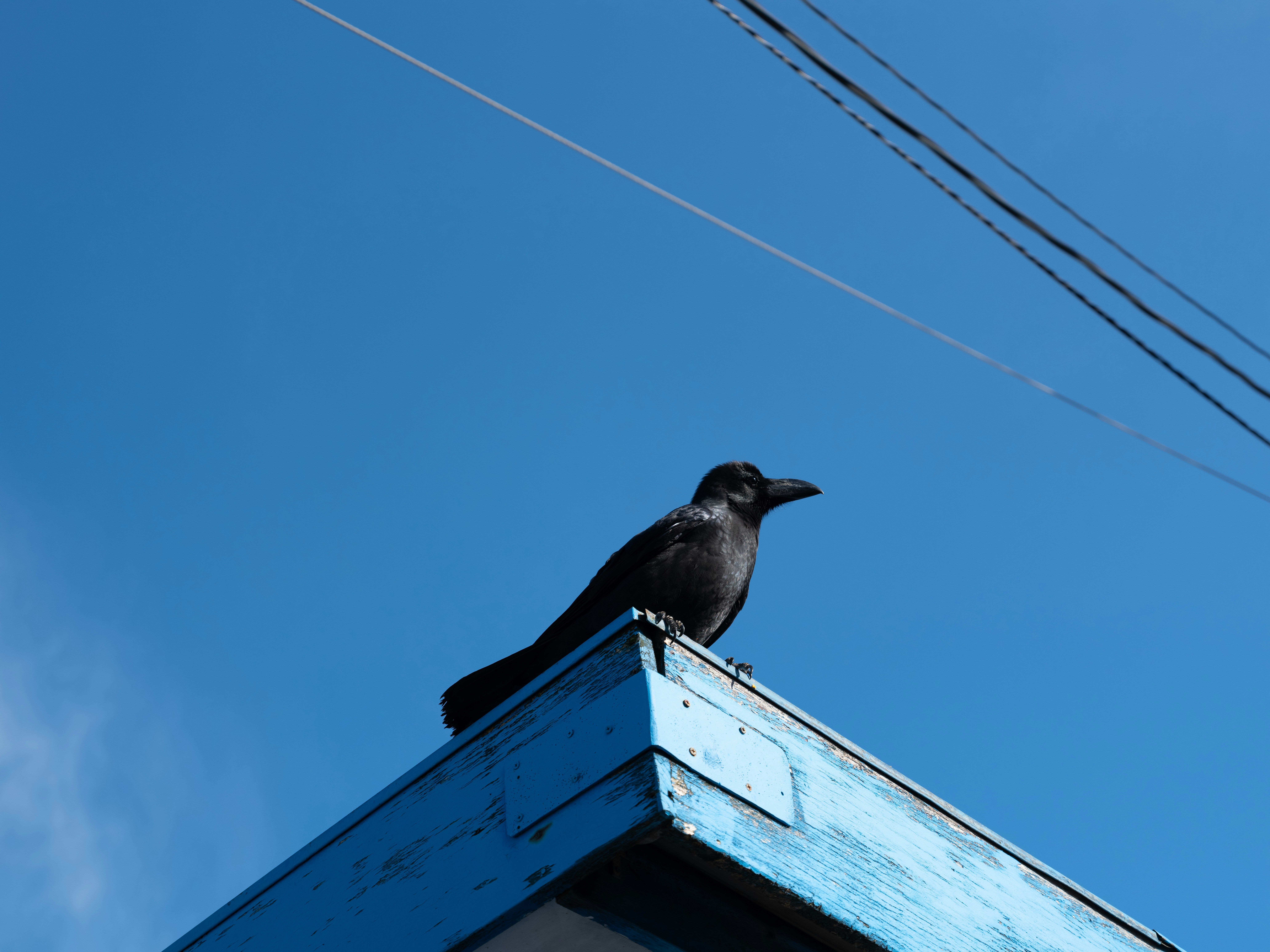 Corvid Intelligence: When Birds Outsmart Humans (image credits: unsplash)