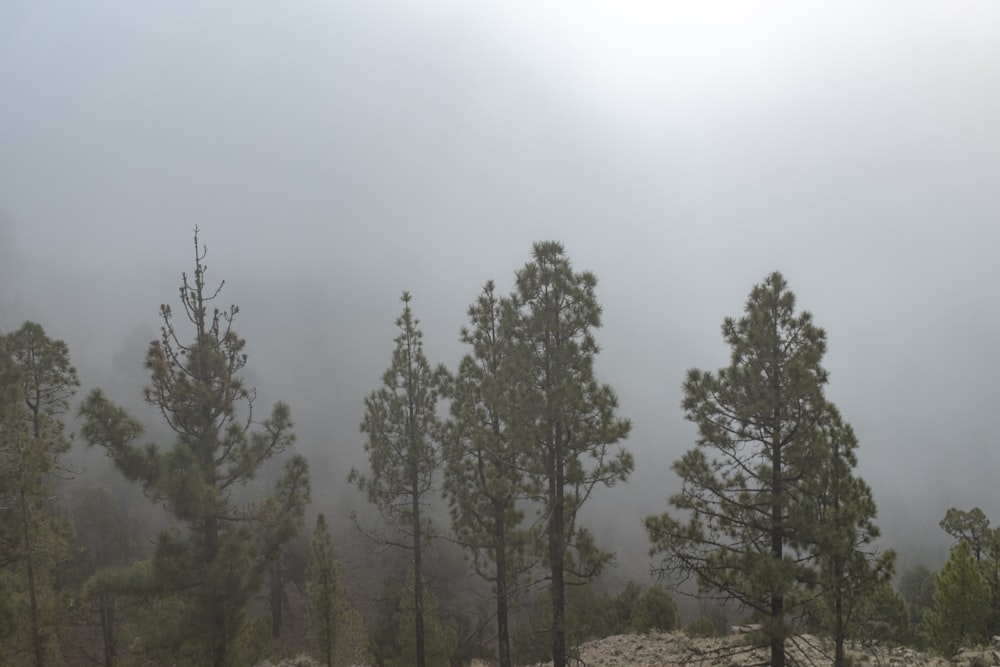 a group of pine trees on a foggy day